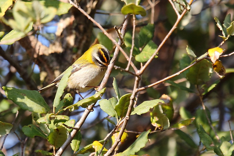 Fiorrancino (Regulus ignicapilla)